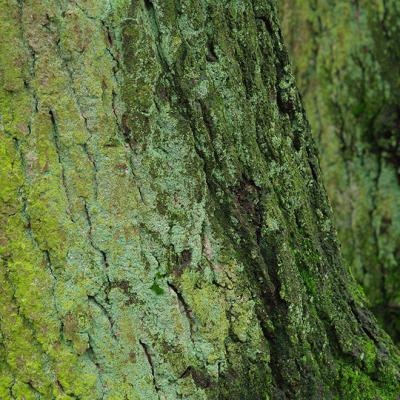 Shades Of Green 01