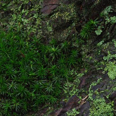 Shades Of Green 02