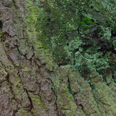 Shades Of Green 03