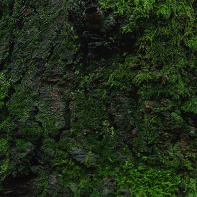 Shades Of Green 04