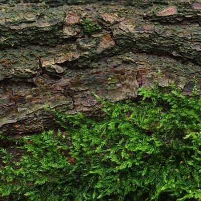 Shades Of Green 05