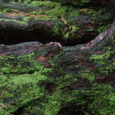 Shades Of Green 06