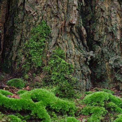 Shades Of Green 08